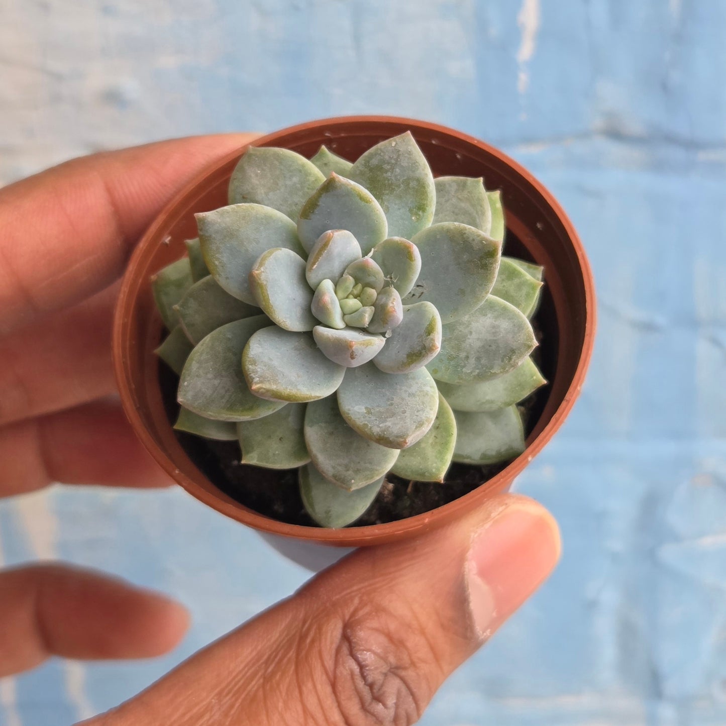 2.5" Sedeveria Lilac Mist