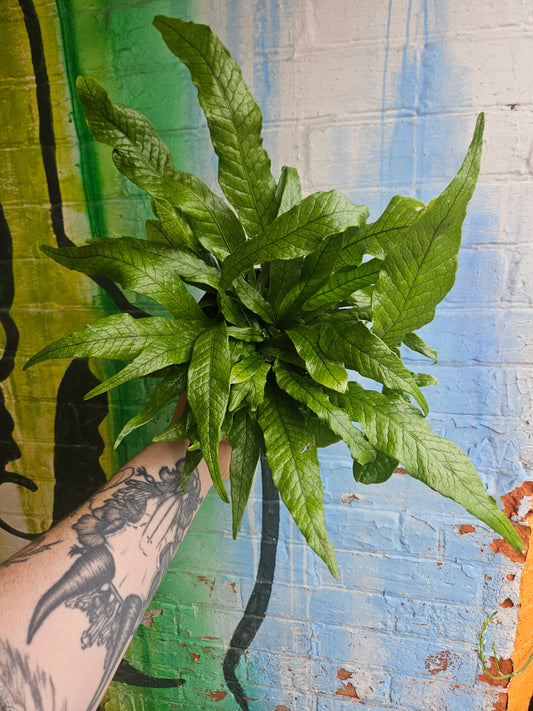 6" Crocodile Fern