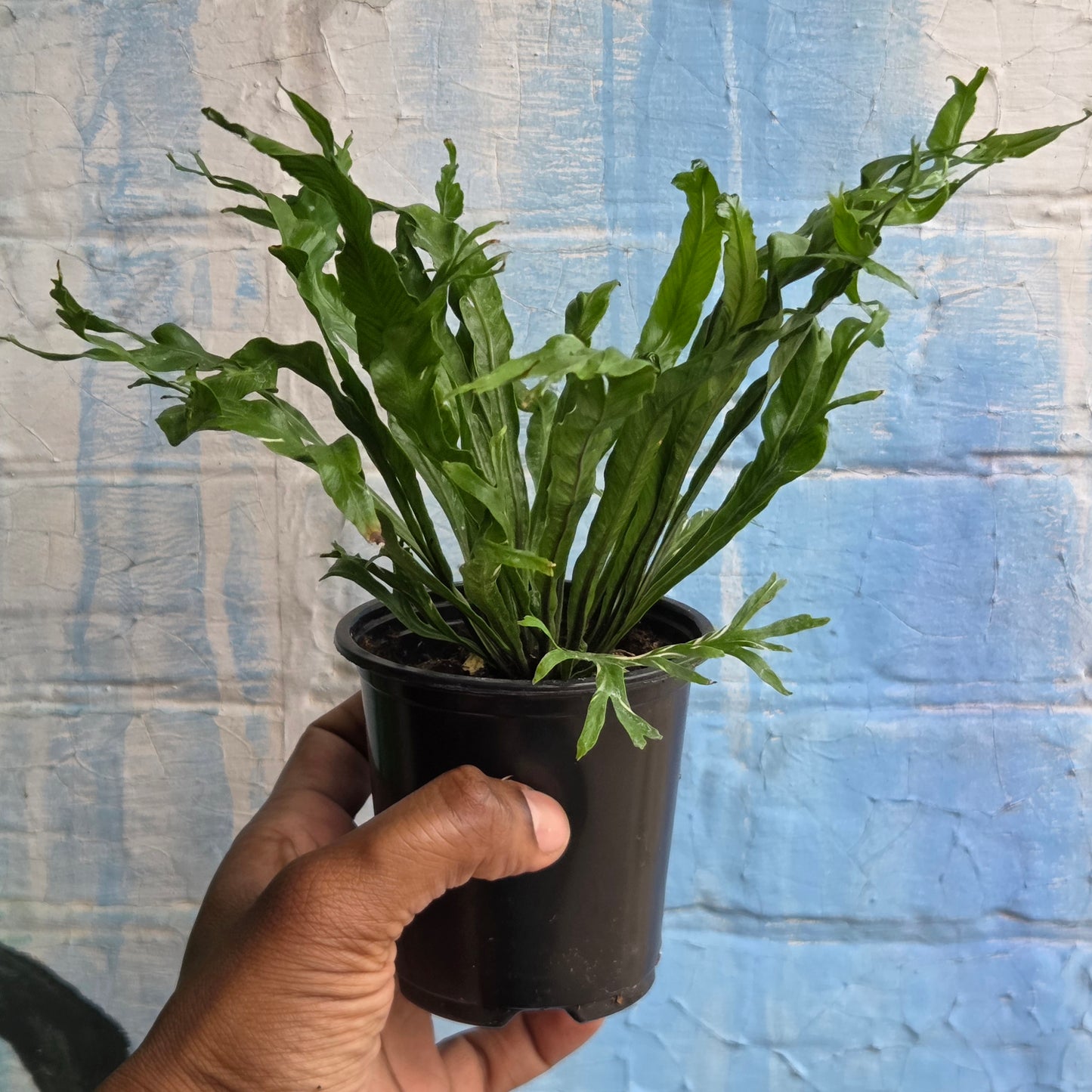 3.5 Asplenium nidus | Bird's Nest Fern