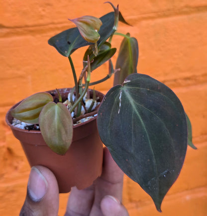 2.5" Philodendron Micans