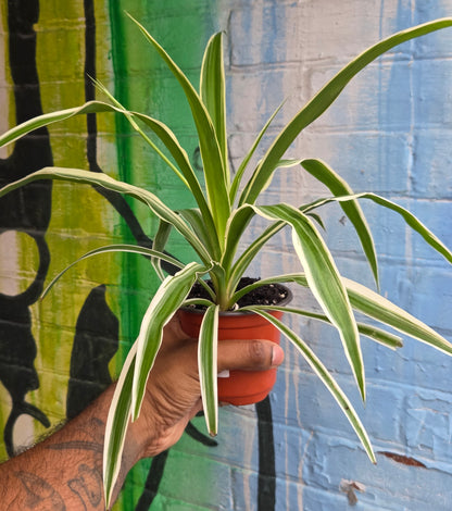 4.5" Reverse Variegated Spider Plant