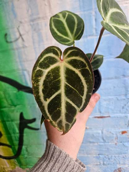 3.5" Anthurium Crystalinum Red