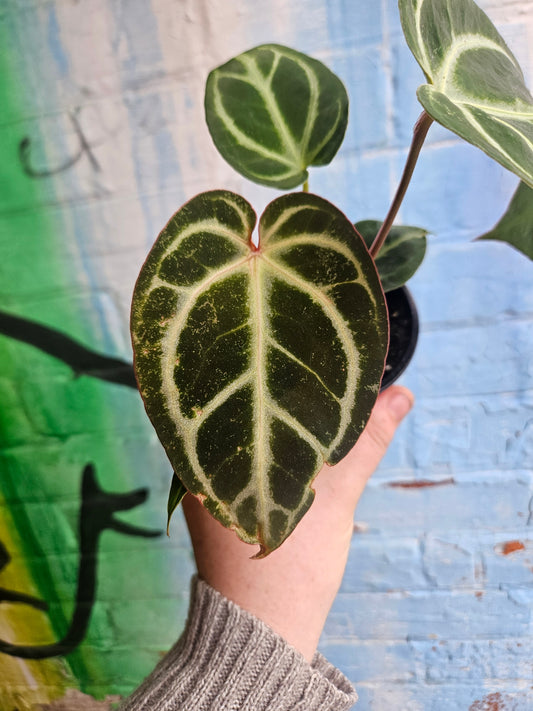 3.5" Anthurium Crystalinum Red