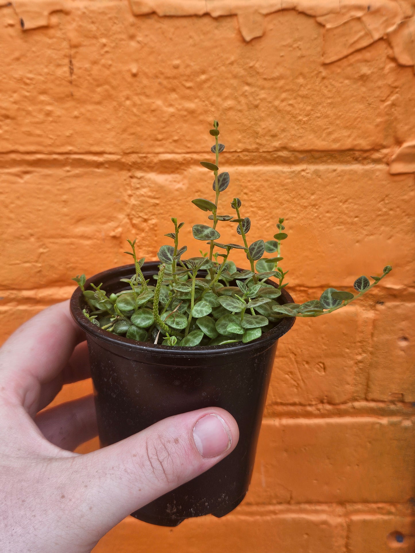 3.5" String Of Turtles | Peperomia Prostrata