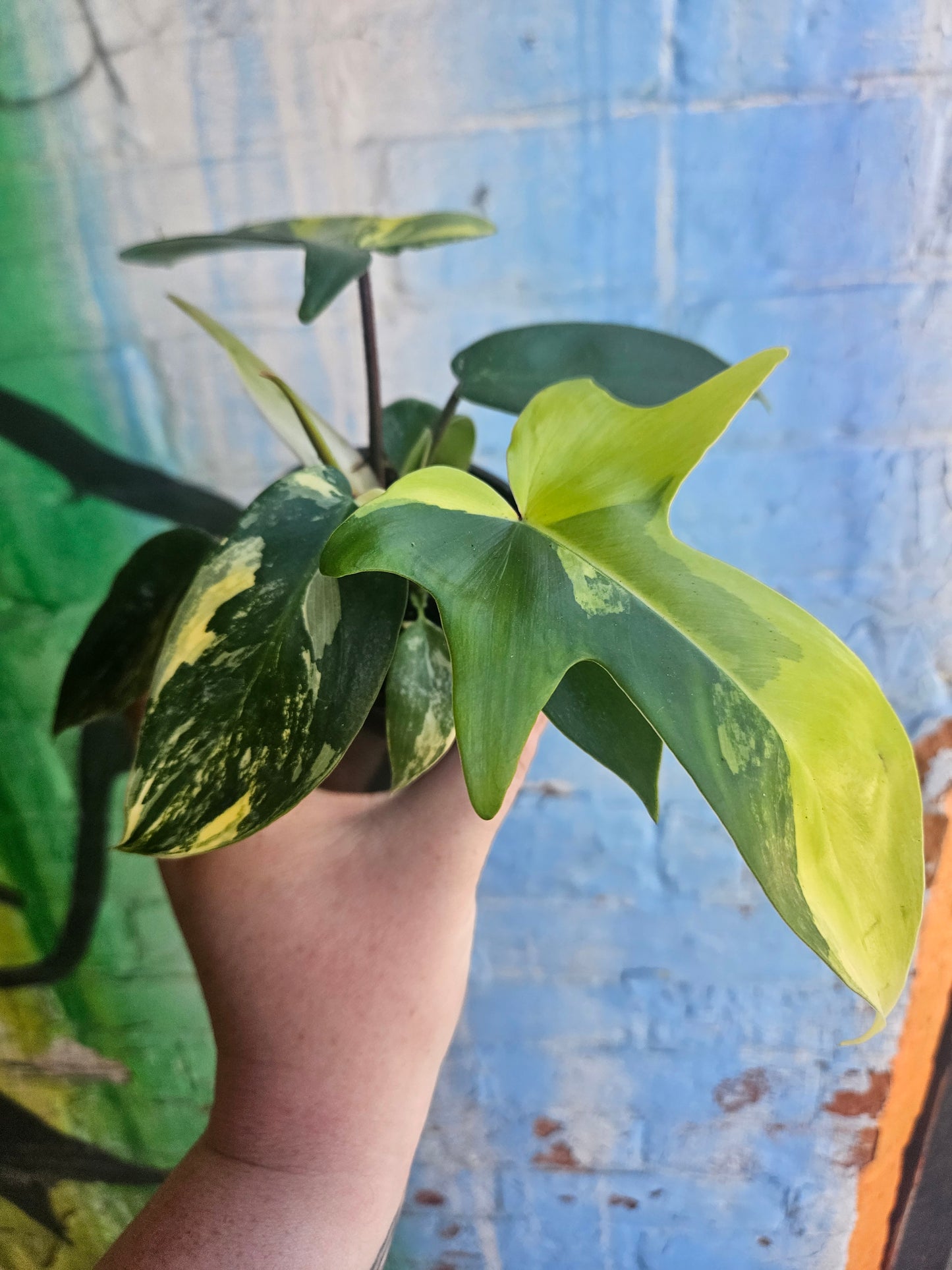 4” Philodendron Florida Beauty