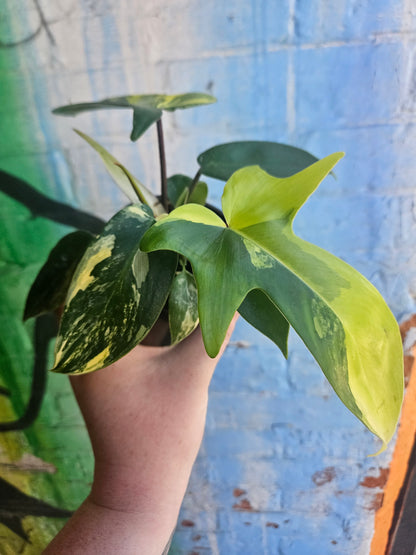 4” Philodendron Florida Beauty