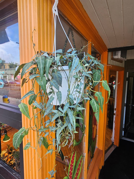 8” Cissus Amazonica Hanging Basket