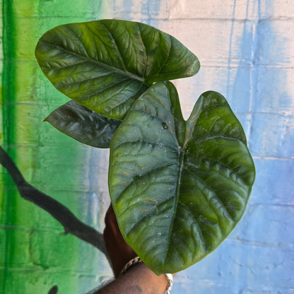 4" Alocasia Lukiwan