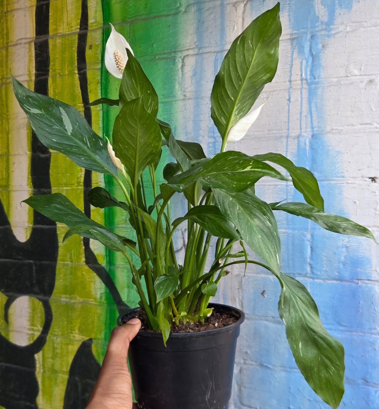 6" Spathiphyllum Domino (small)