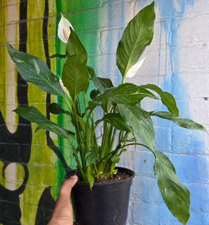 6" Spathiphyllum Domino (small)