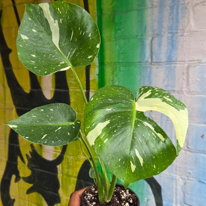 4" Monstera Thai Constellation
