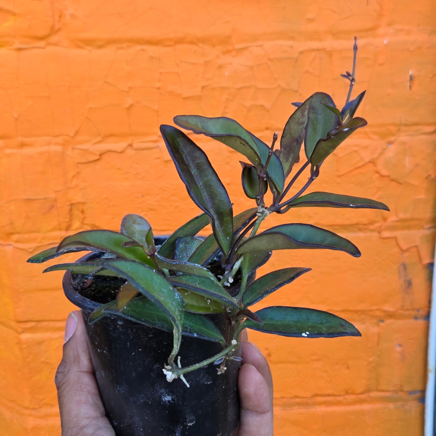 3.5" Hoya Rosita
