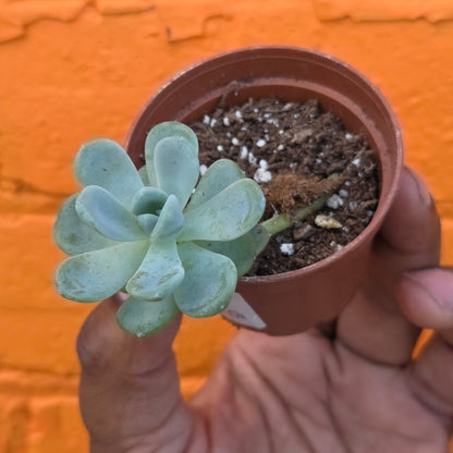 2.5" Echeveria Elegans