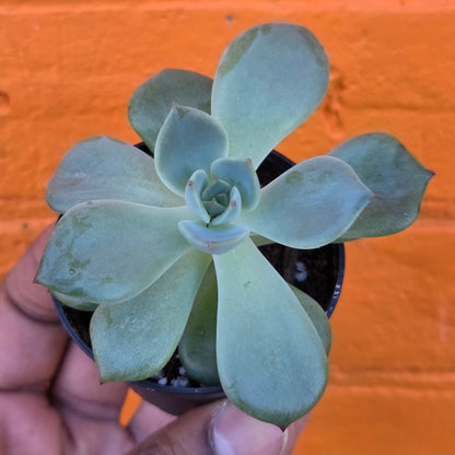 2.5" Graptopetalum Marpin