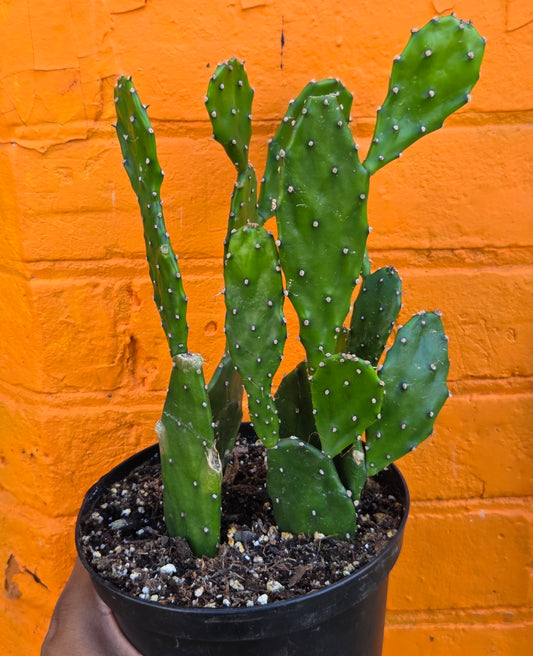 6" Opuntia jamaicensis