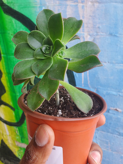3.5" Aeonium Haworthii