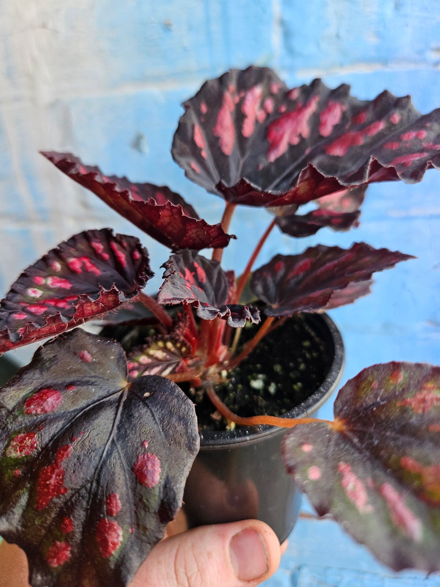 3.5" Begonia Rex Etna