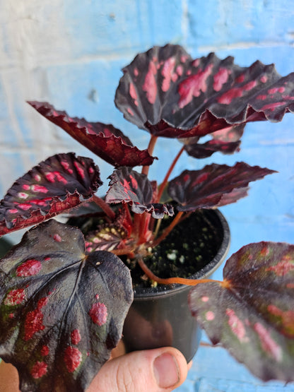 3.5" Begonia Rex Etna