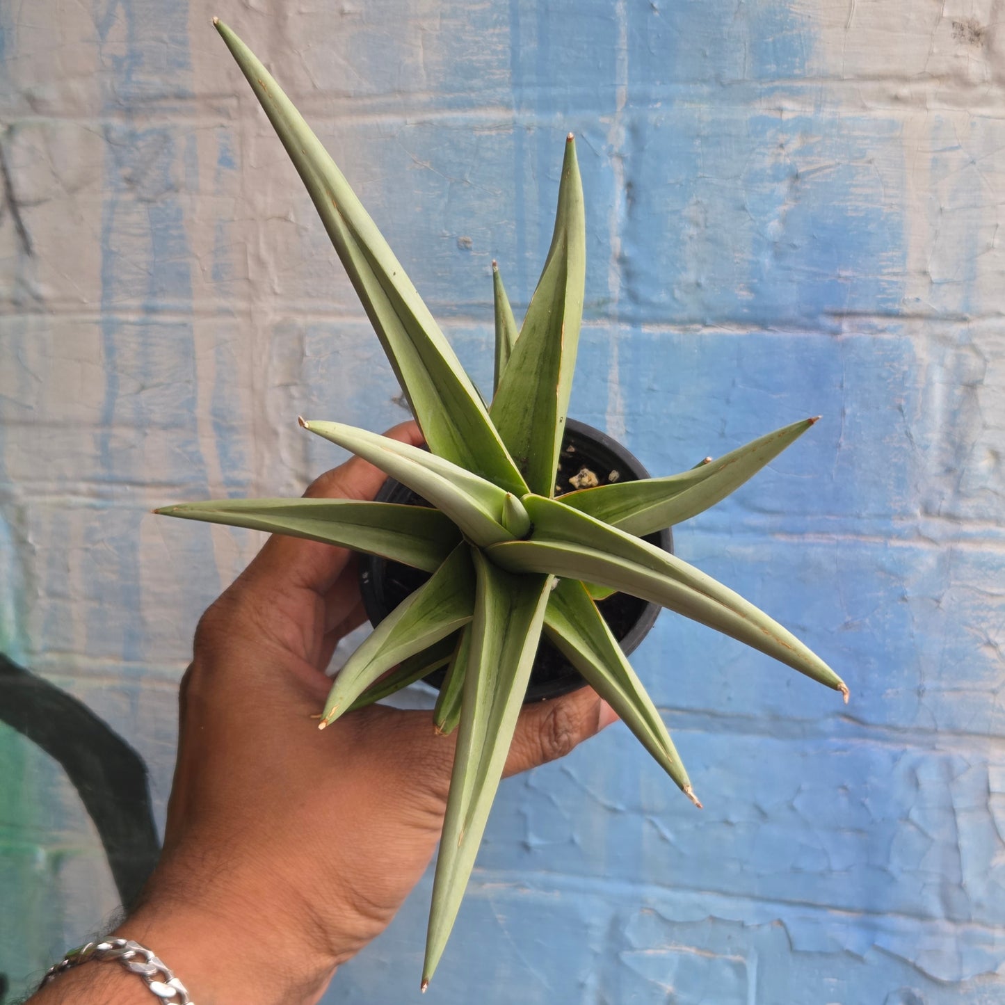 4" Sansevieria Chanin