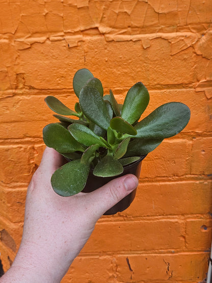 3.5" Jade | Crassula Ovata