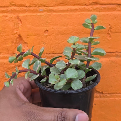 3.5" Variegated Portulacaria afra | Elephant Bush