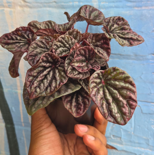 3.5" Peperomia Purple Ripple