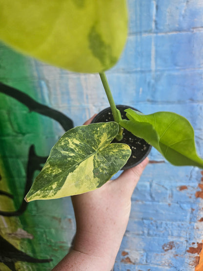 4” Alocasia Odora Yellow Variegated