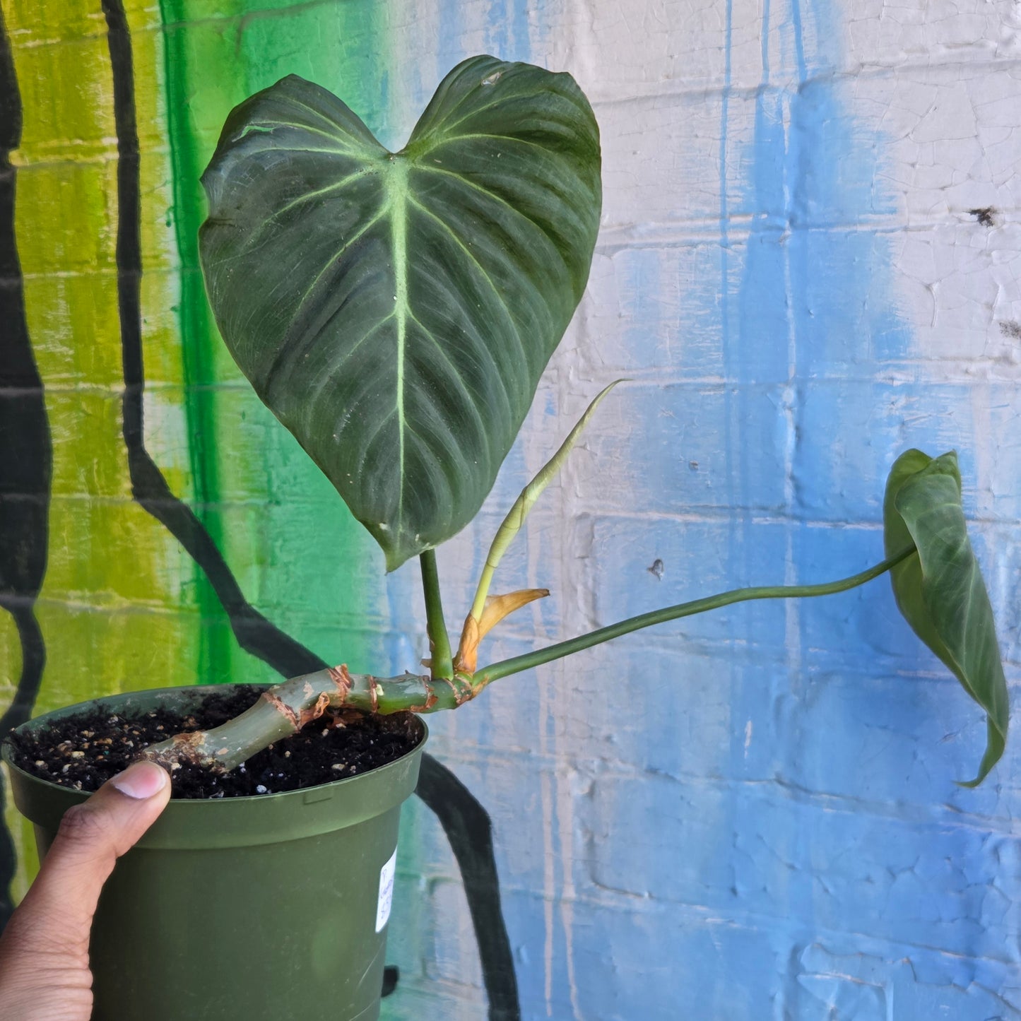 6" Philodendron Gloriosum