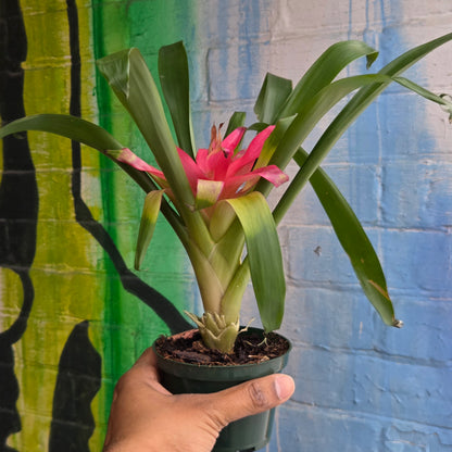 4" Bromeliad Guzmania Pink (TAC)