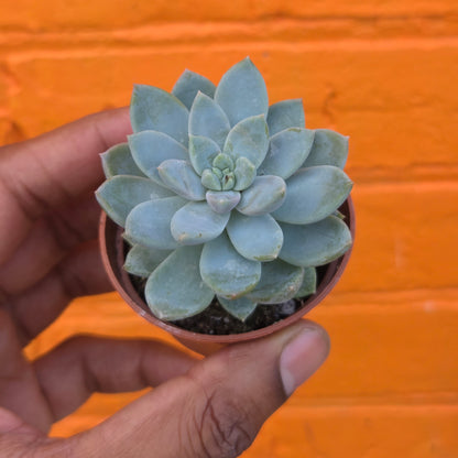 2.5" Graptoveria Opalina