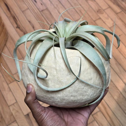 Sculpted Paper Vase - Cream