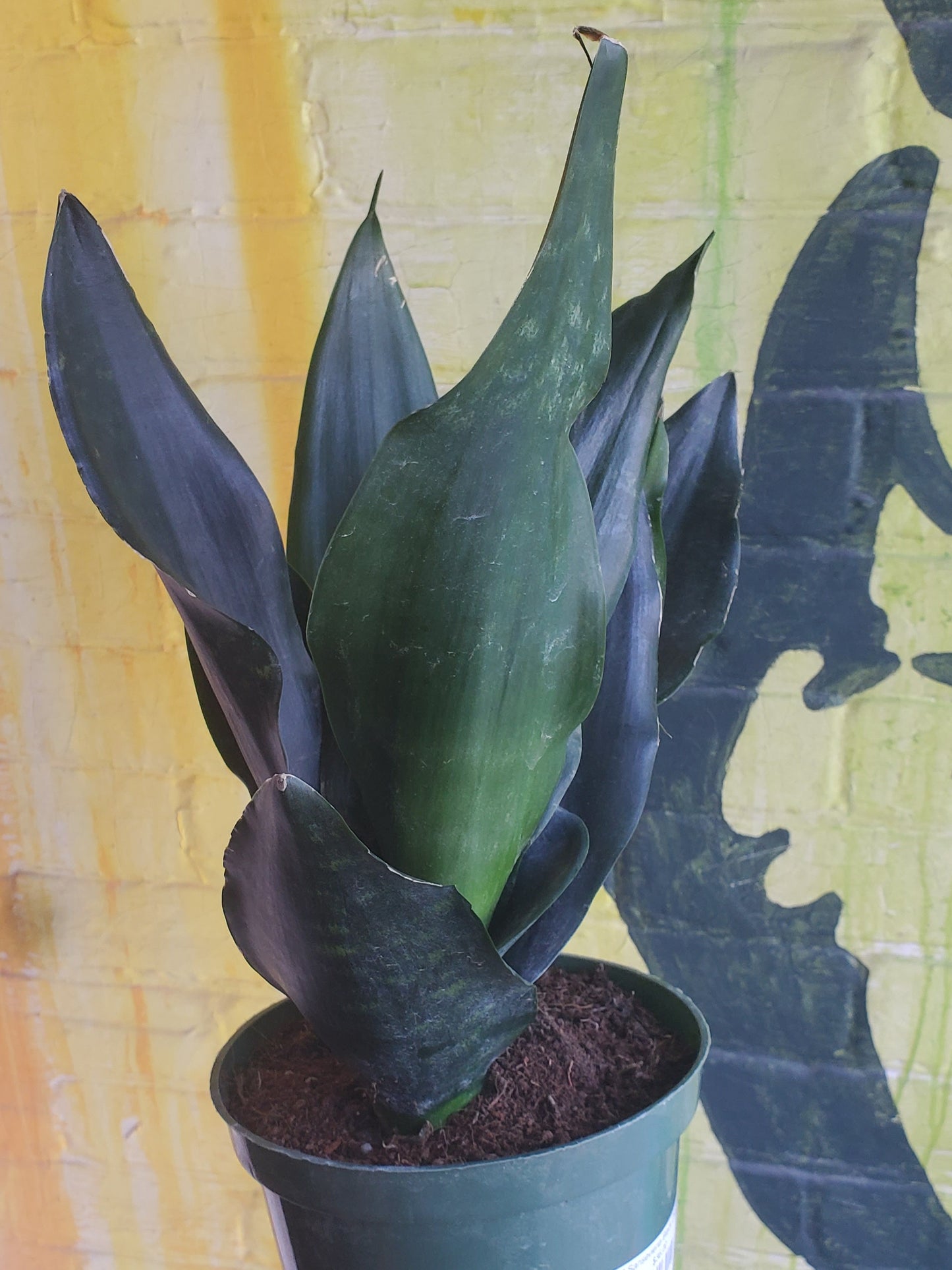 6" Sansevieria Black Dragon