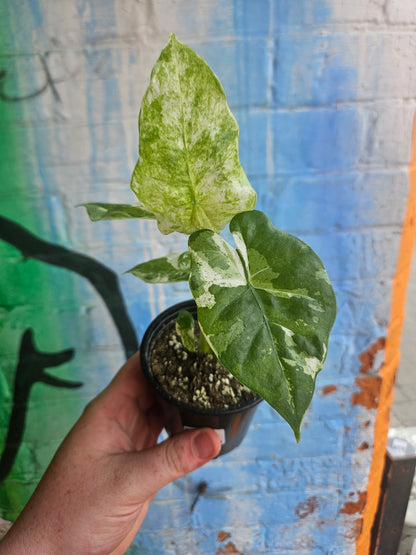 3.5” Alocasia Odora Albo Variegated