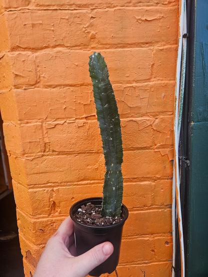 4” Euphorbia trigona Single Stalk