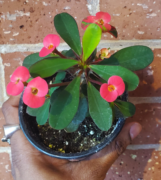 4” Euphorbia x Lomi| Crown of Thorns