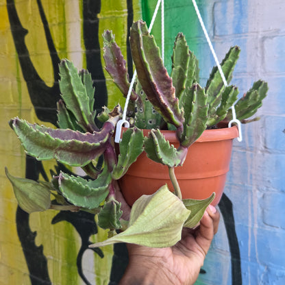 6” Stapelia Hirsuta Hanging Basket