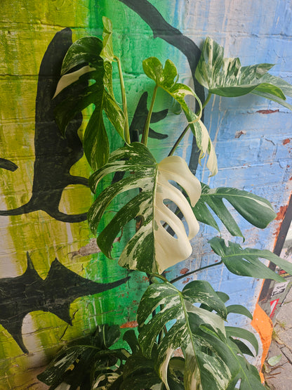 10"  Monstera Deliciosa Albo