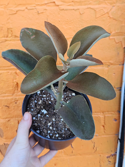6" Kalanchoe orgyalis