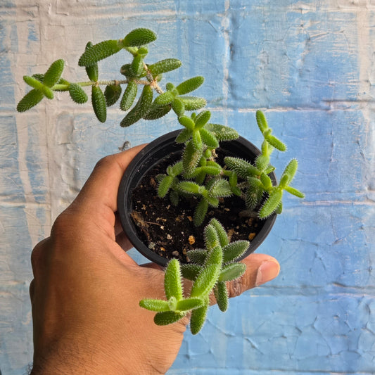 3.5" Delosperma Echinatum | Pickle Plant