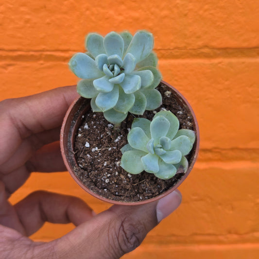 2.5" Echeveria Elegans