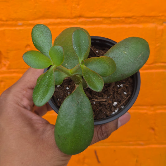 3.5" Jade | Crassula Ovata