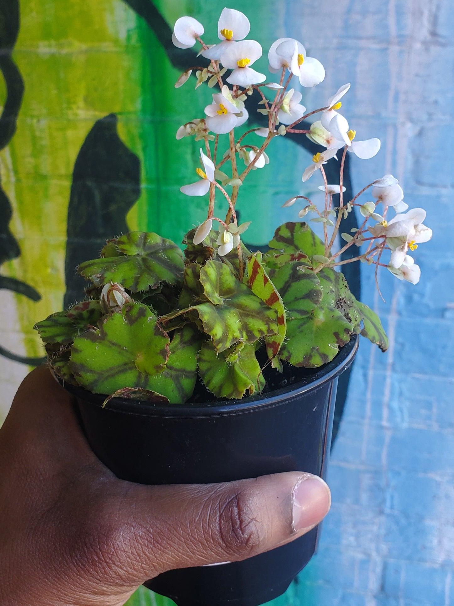 4" Begonia Rex Mauritius