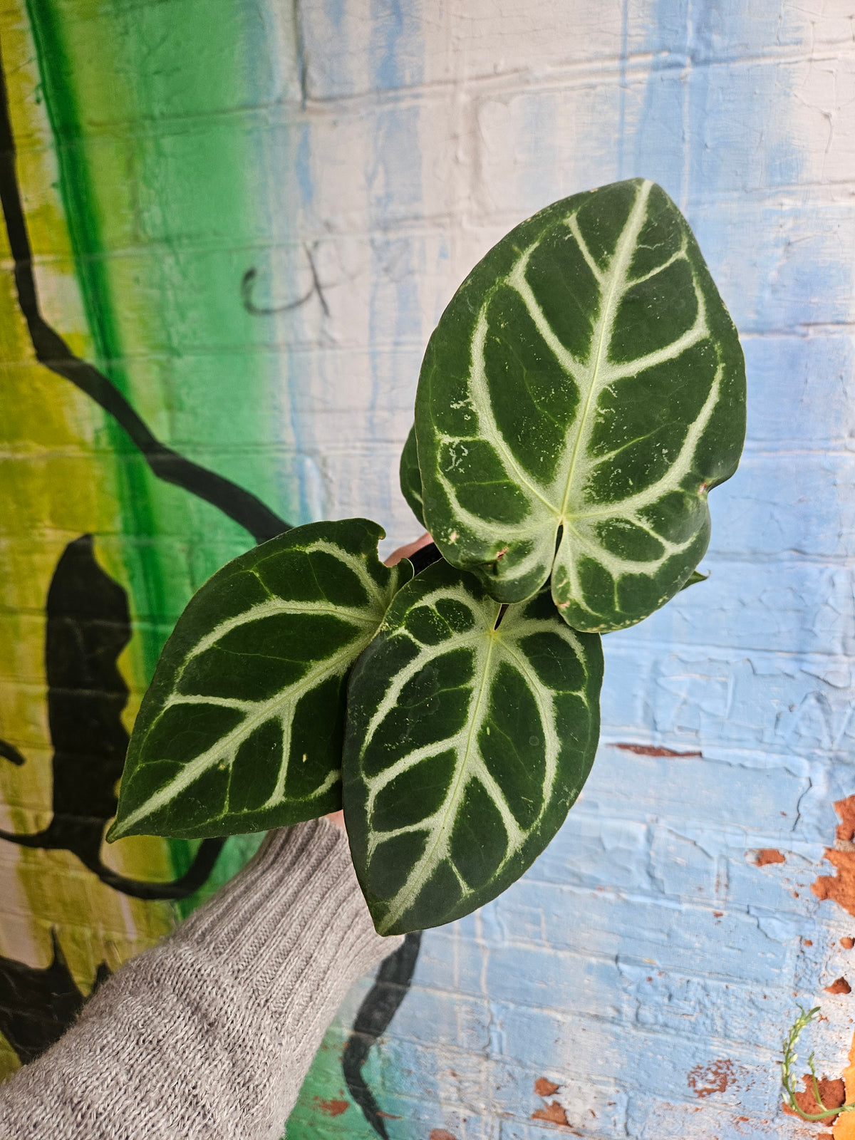 3.5" Anthurium Crystalinum Silver Blush