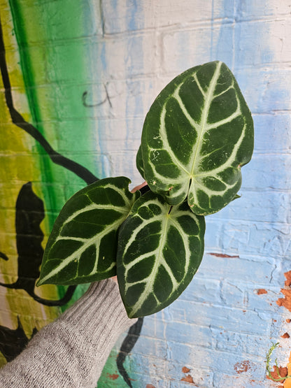 3.5" Anthurium Crystalinum Silver Blush