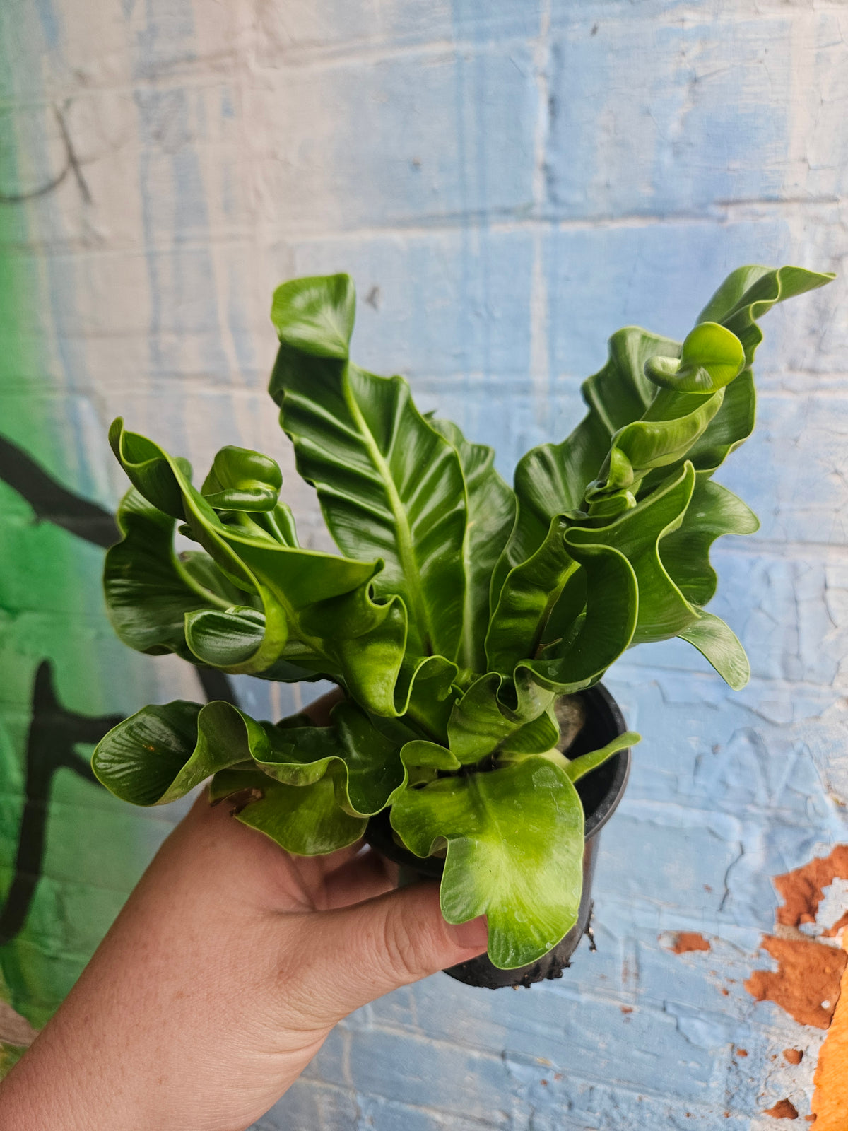5" Asplenium nidus 'Cobra'