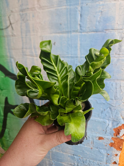 5" Asplenium nidus 'Cobra'