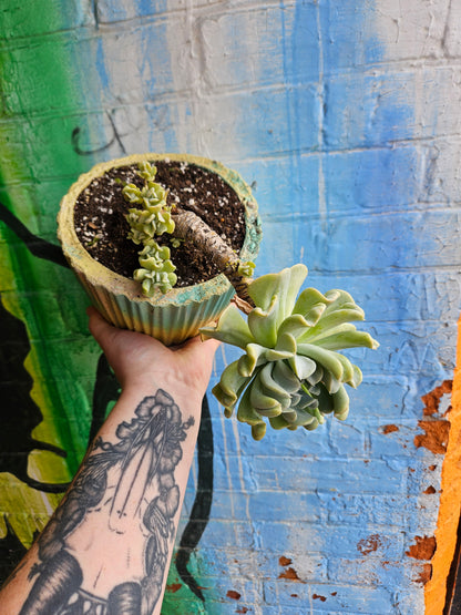 6" Echeveria Runyonii Topsy-Turvy Planter