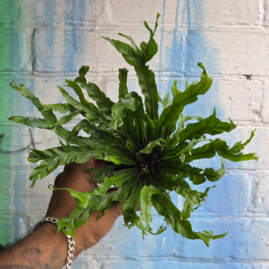 3.5 Asplenium nidus | Bird's Nest Fern