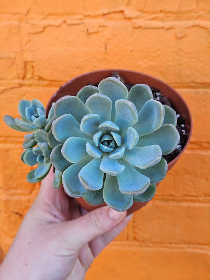 5" Echeveria Elegans