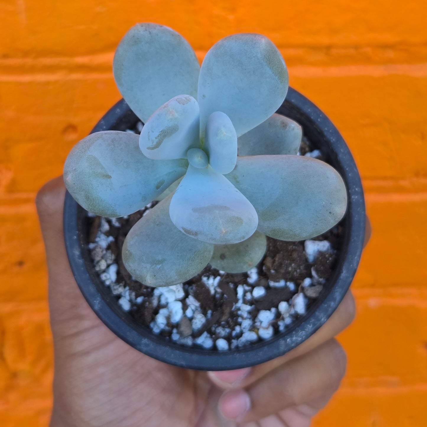 3.5” Pachyphytum Oviferum
